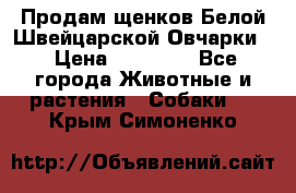 Продам щенков Белой Швейцарской Овчарки  › Цена ­ 20 000 - Все города Животные и растения » Собаки   . Крым,Симоненко